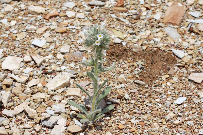 Rollins' Cryptantha photo 2