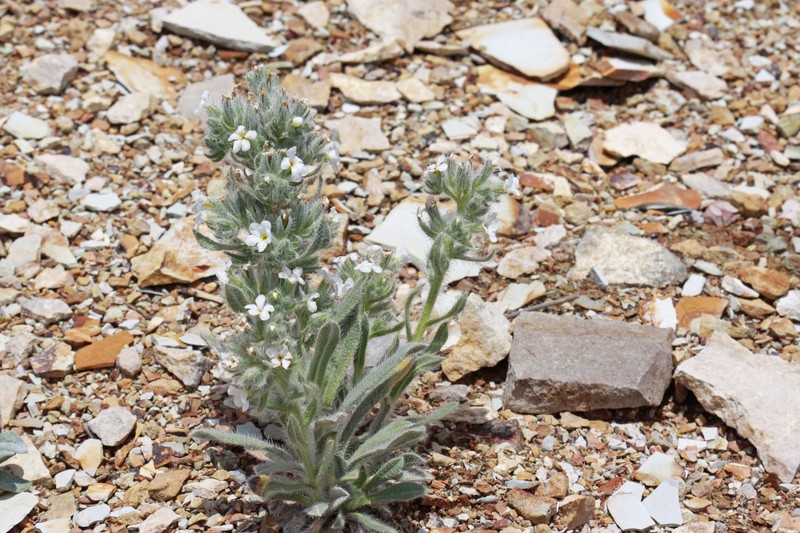 Rollins' Cryptantha photo 3