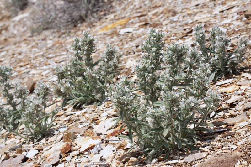 Rollins' Cryptantha photo 4