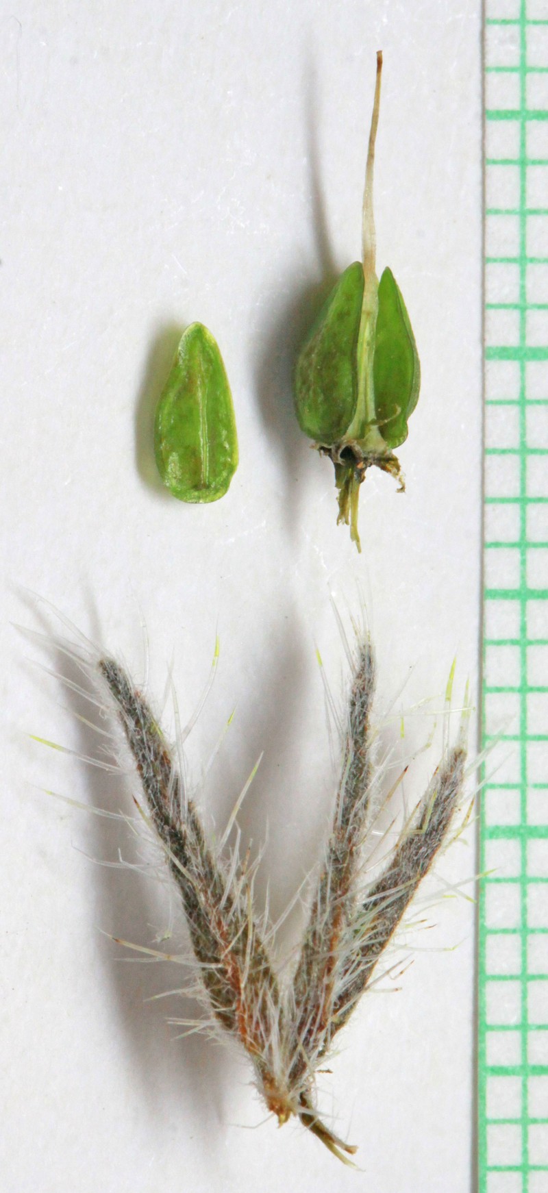 Rollins' Cryptantha photo 5