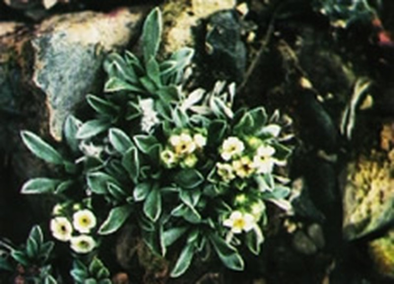 Bristlecone Cryptantha