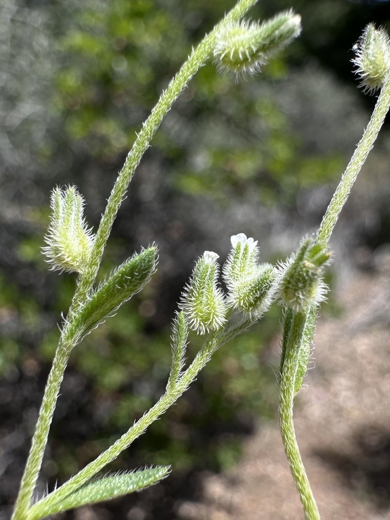 Cryptantha rostellata