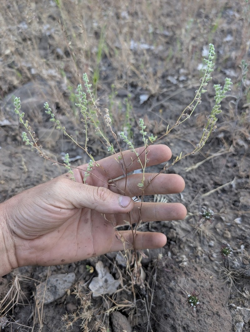 Cryptantha rostellata photo 2