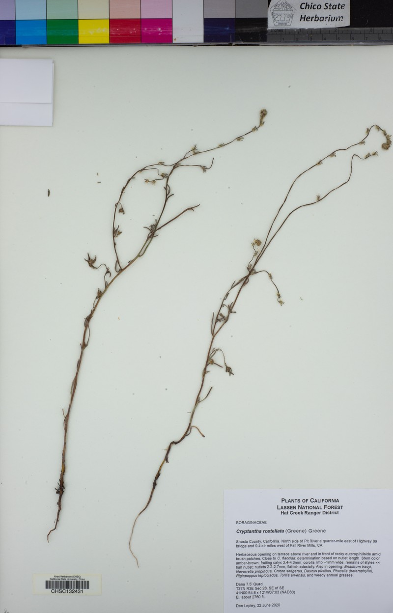 Cryptantha rostellata photo 5