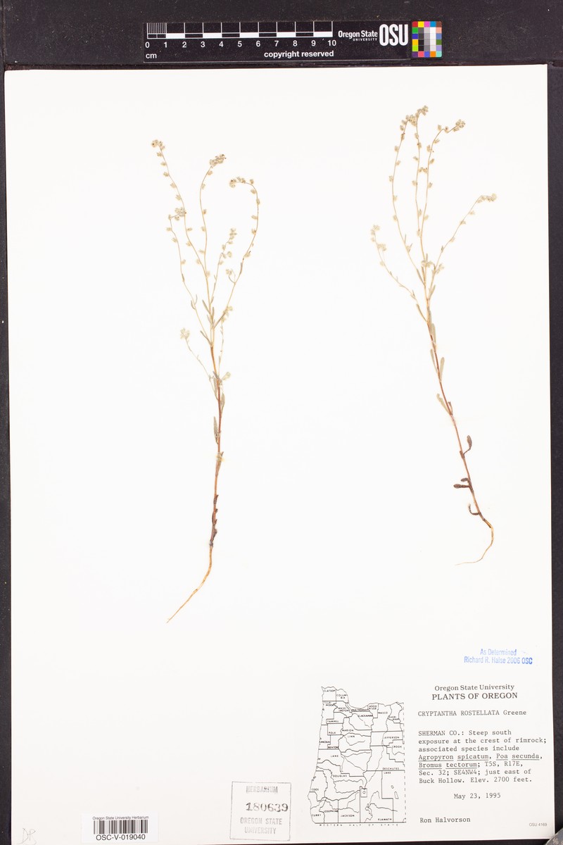 Cryptantha rostellata photo 6