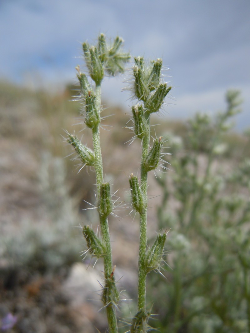 Pinyon Desert Cryptantha