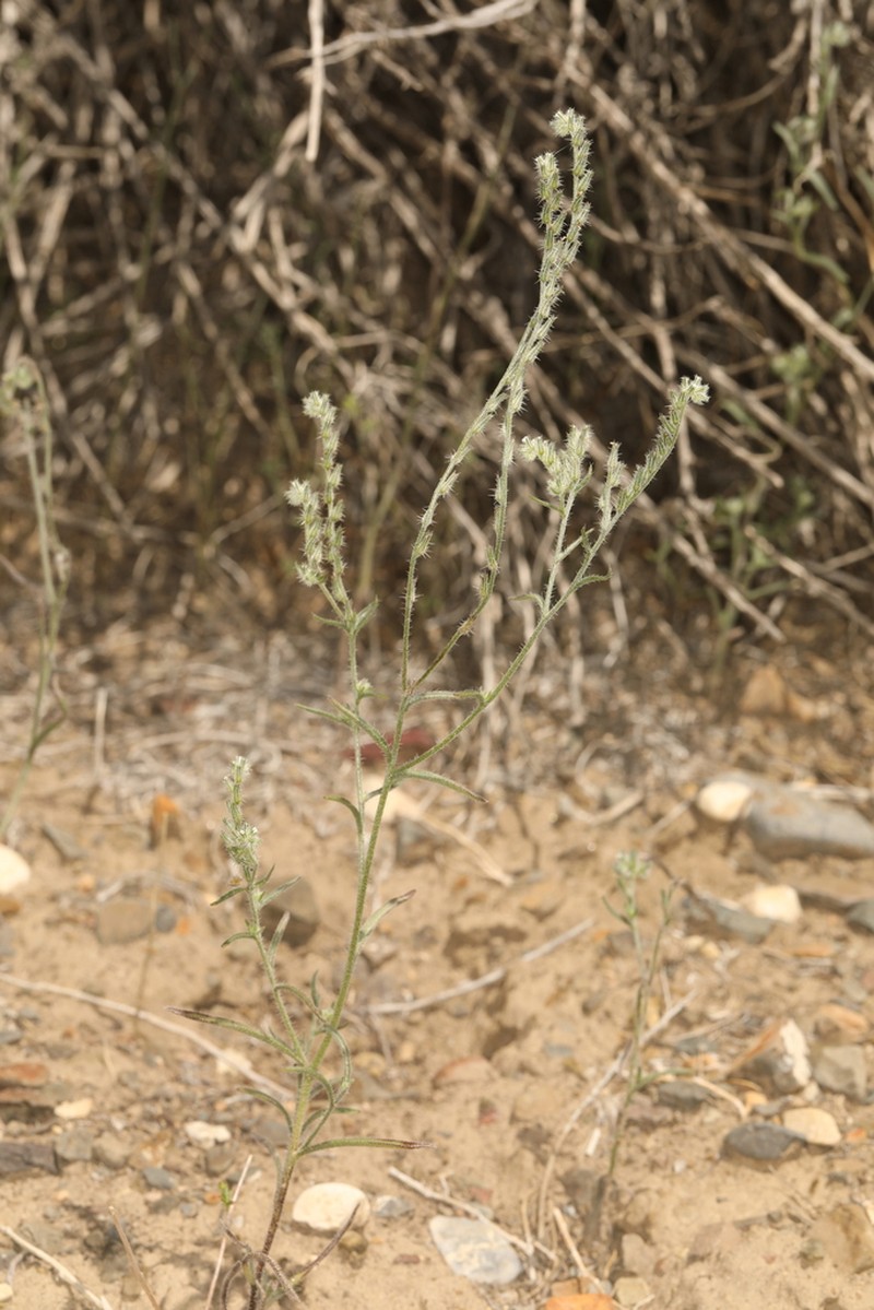 Pinyon Desert Cryptantha