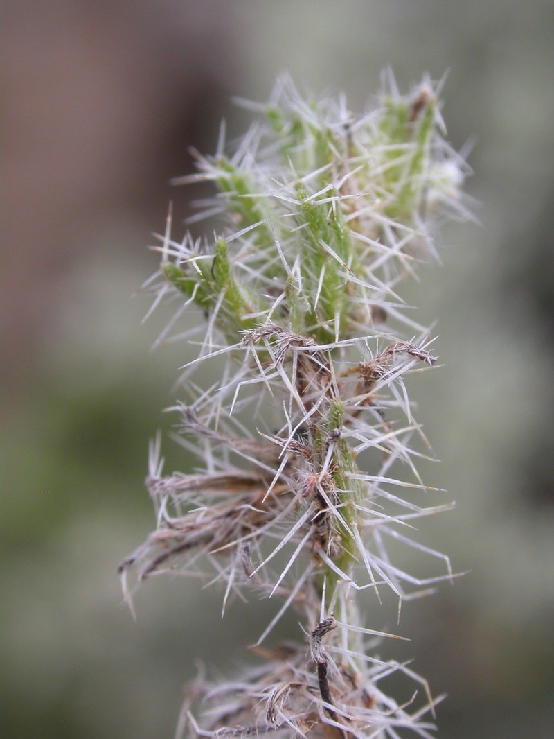 Pinyon Desert Cryptantha photo 2