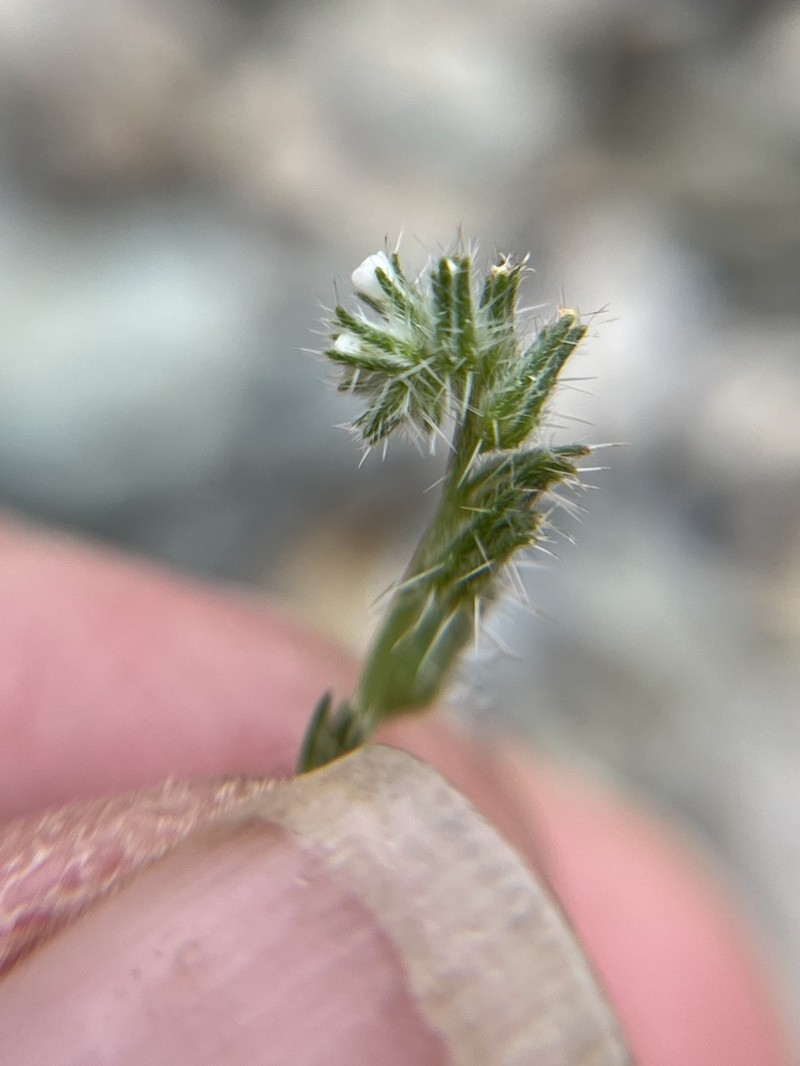 Pinyon Desert Cryptantha photo 3