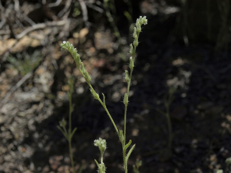 Pinyon Desert Cryptantha photo 4