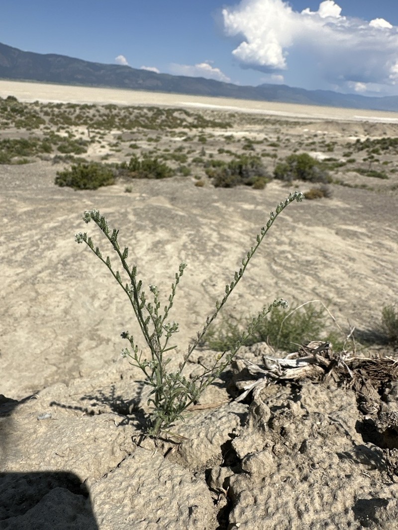 Pinyon Desert Cryptantha photo 5