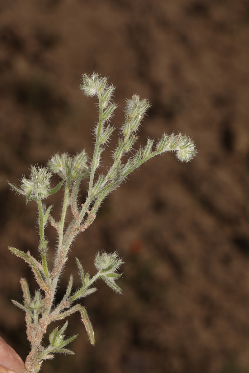 Pinyon Desert Cryptantha photo 6