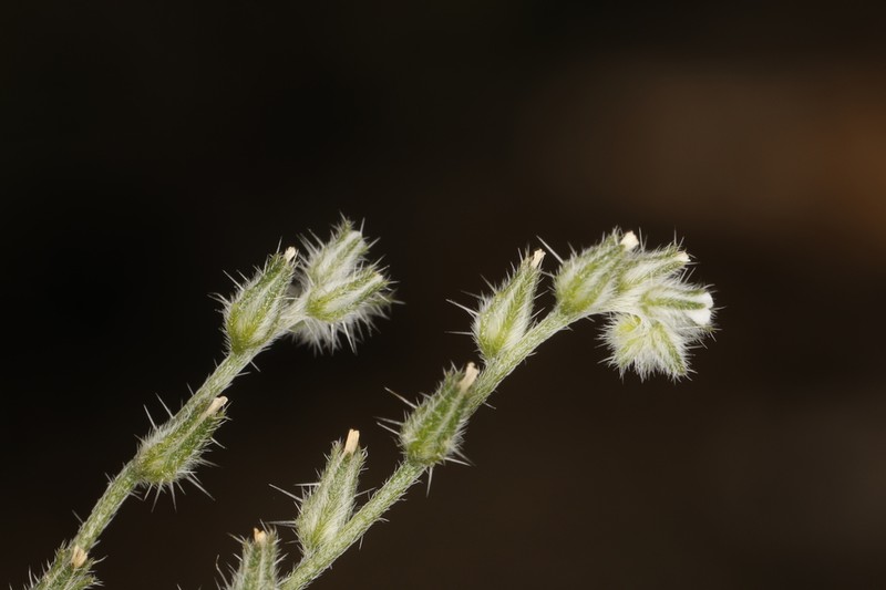 Pinyon Desert Cryptantha photo 7