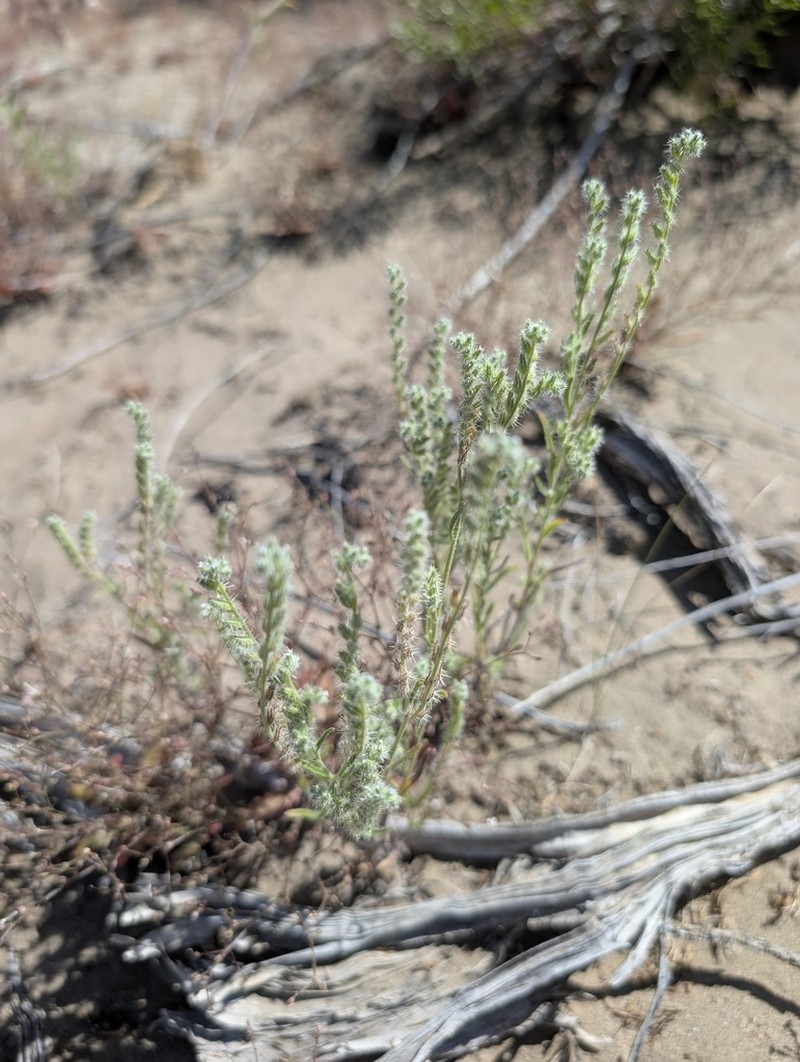 Pinyon Desert Cryptantha photo 8