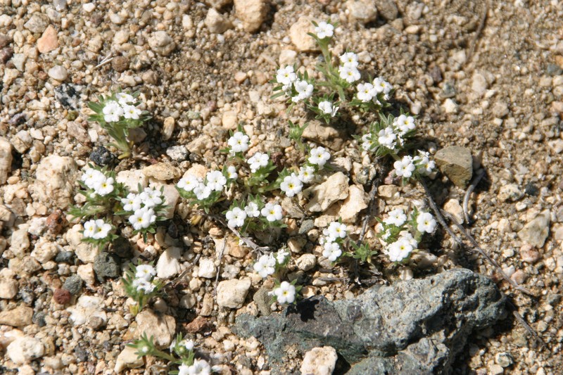 Desert Cryptantha