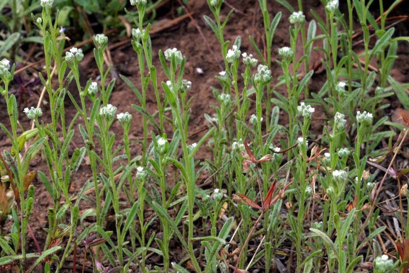 Pinewoods Cryptantha