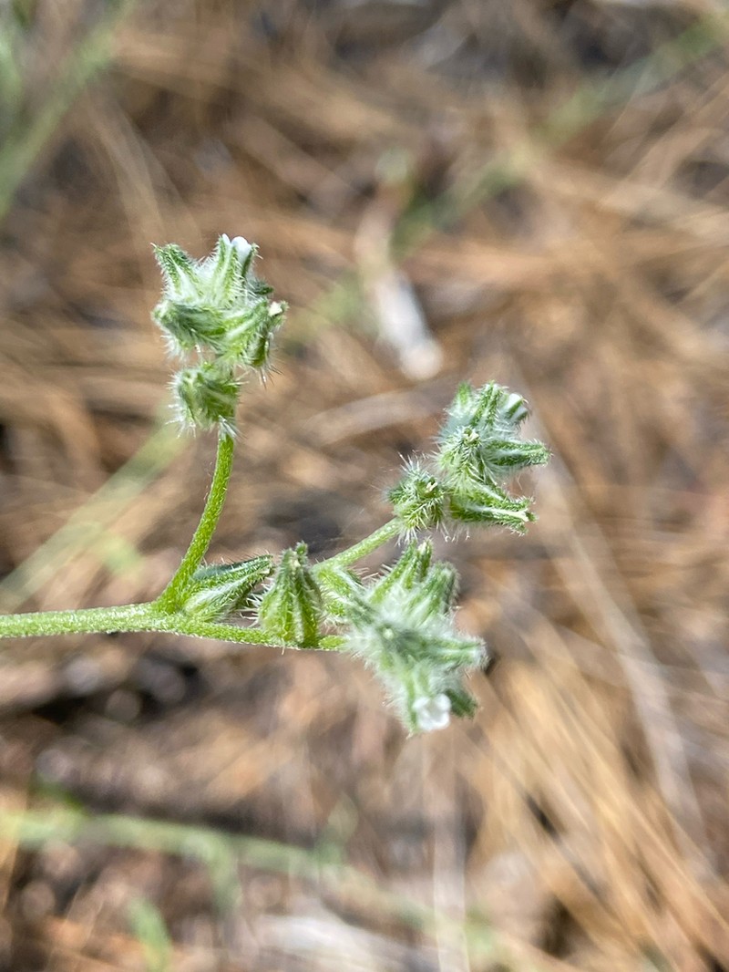Pinewoods Cryptantha photo 2
