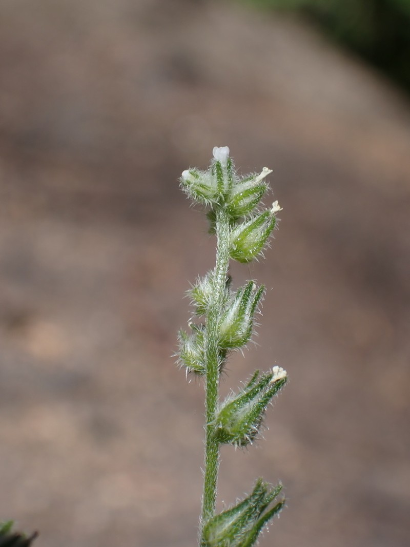 Pinewoods Cryptantha photo 3