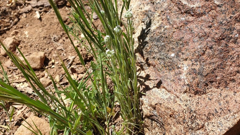Pinewoods Cryptantha photo 5