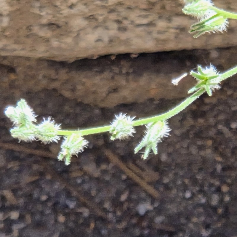 Pinewoods Cryptantha photo 6