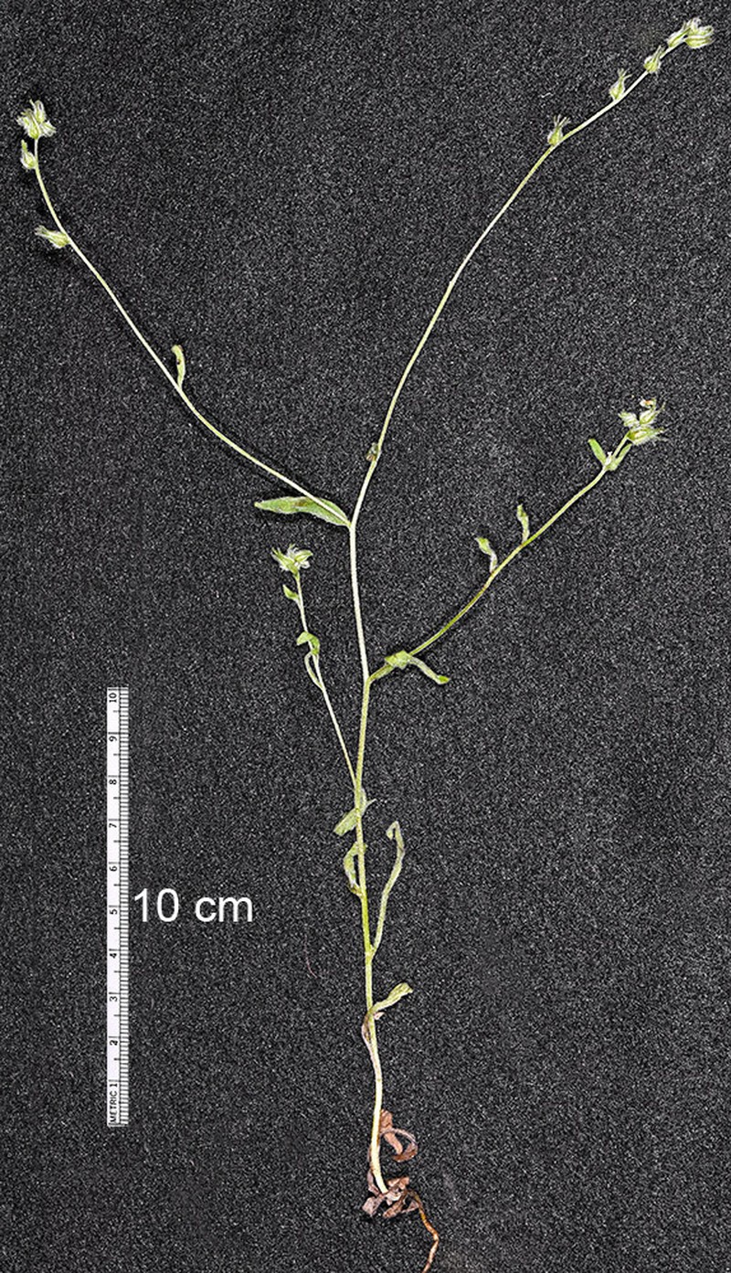 Pinewoods Cryptantha photo 7