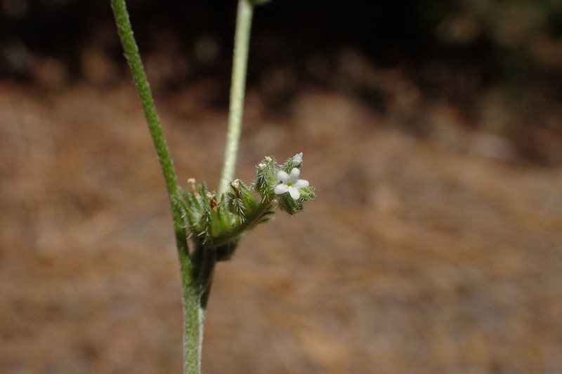 Pinewoods Cryptantha photo 8
