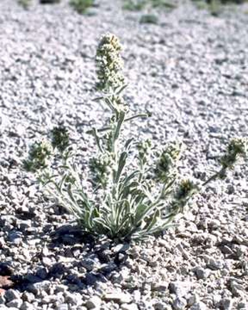 Waterton Lakes Cryptantha photo 2