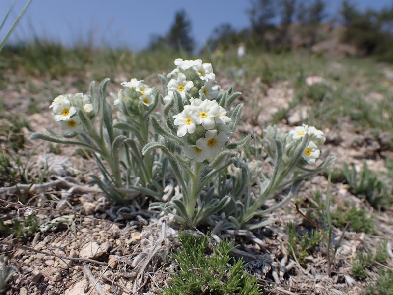 Waterton Lakes Cryptantha photo 3