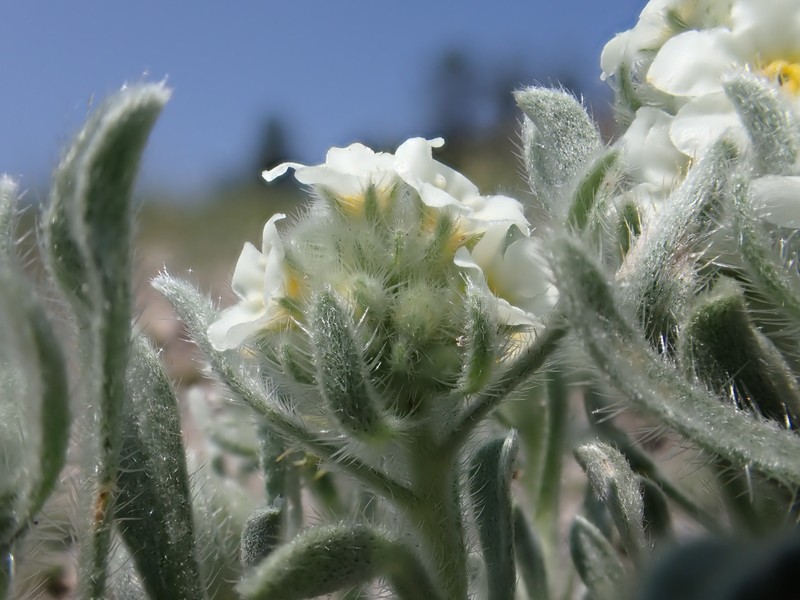 Waterton Lakes Cryptantha photo 4