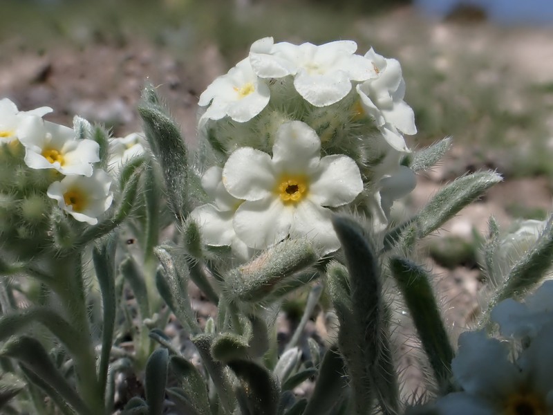 Waterton Lakes Cryptantha photo 5
