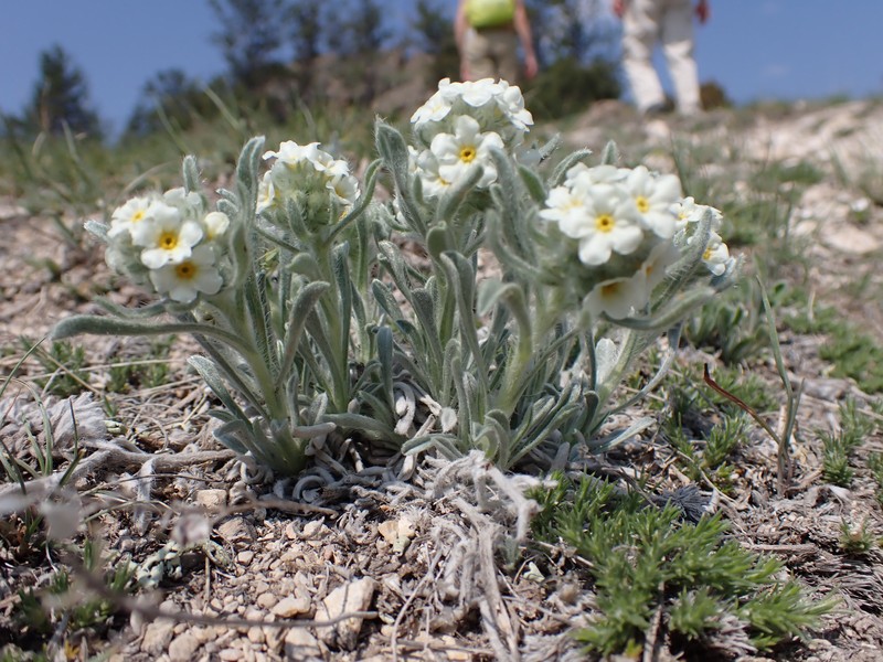 Waterton Lakes Cryptantha