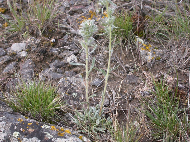 Snake River Cryptantha photo 2