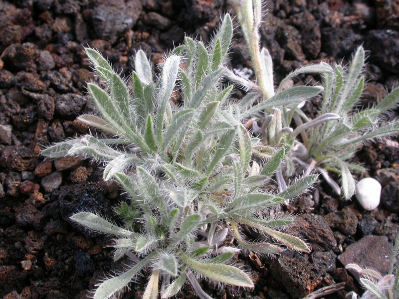 Snake River Cryptantha photo 3