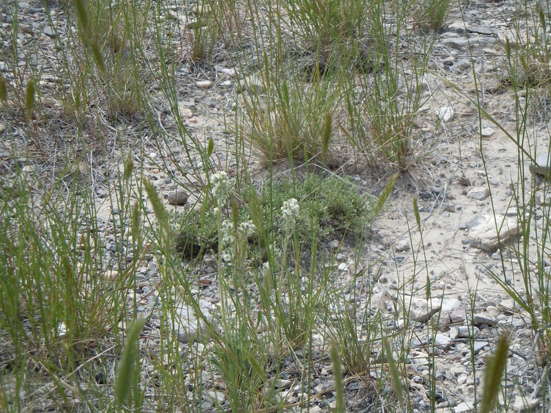 Snake River Cryptantha photo 4