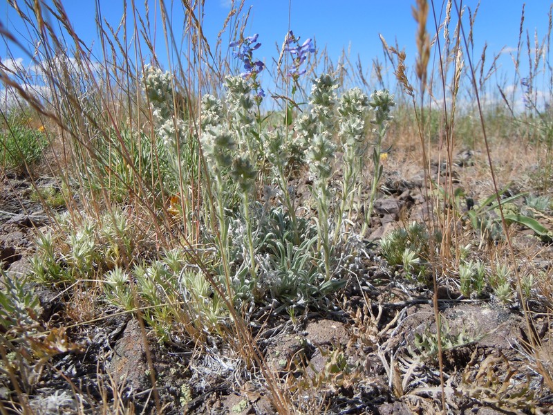Snake River Cryptantha photo 5