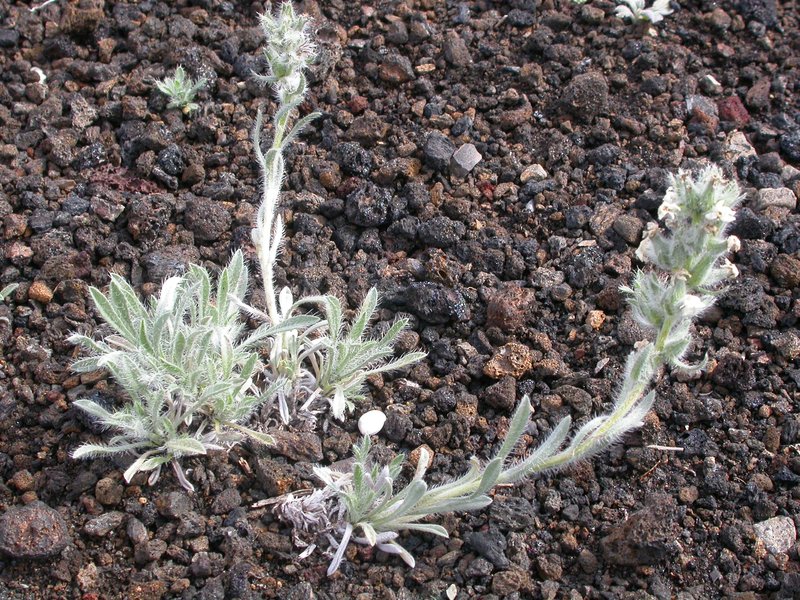 Snake River Cryptantha photo 6