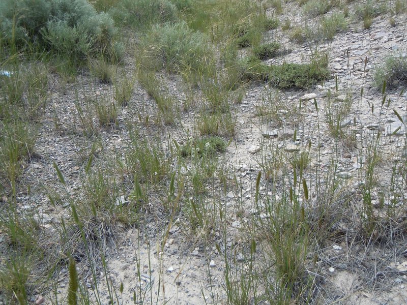 Snake River Cryptantha photo 7