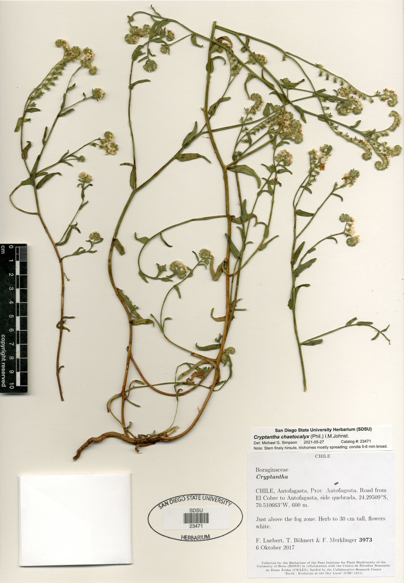 Cryptantha subamplexicaulis