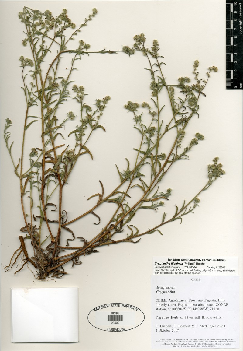 Cryptantha subamplexicaulis photo 2