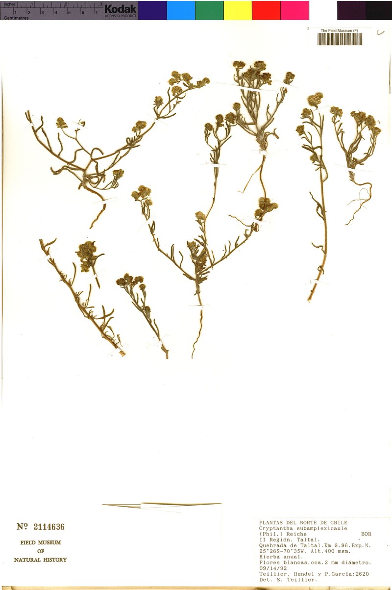 Cryptantha subamplexicaulis photo 3