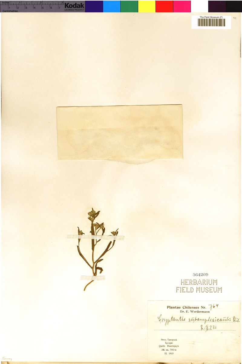 Cryptantha subamplexicaulis photo 4