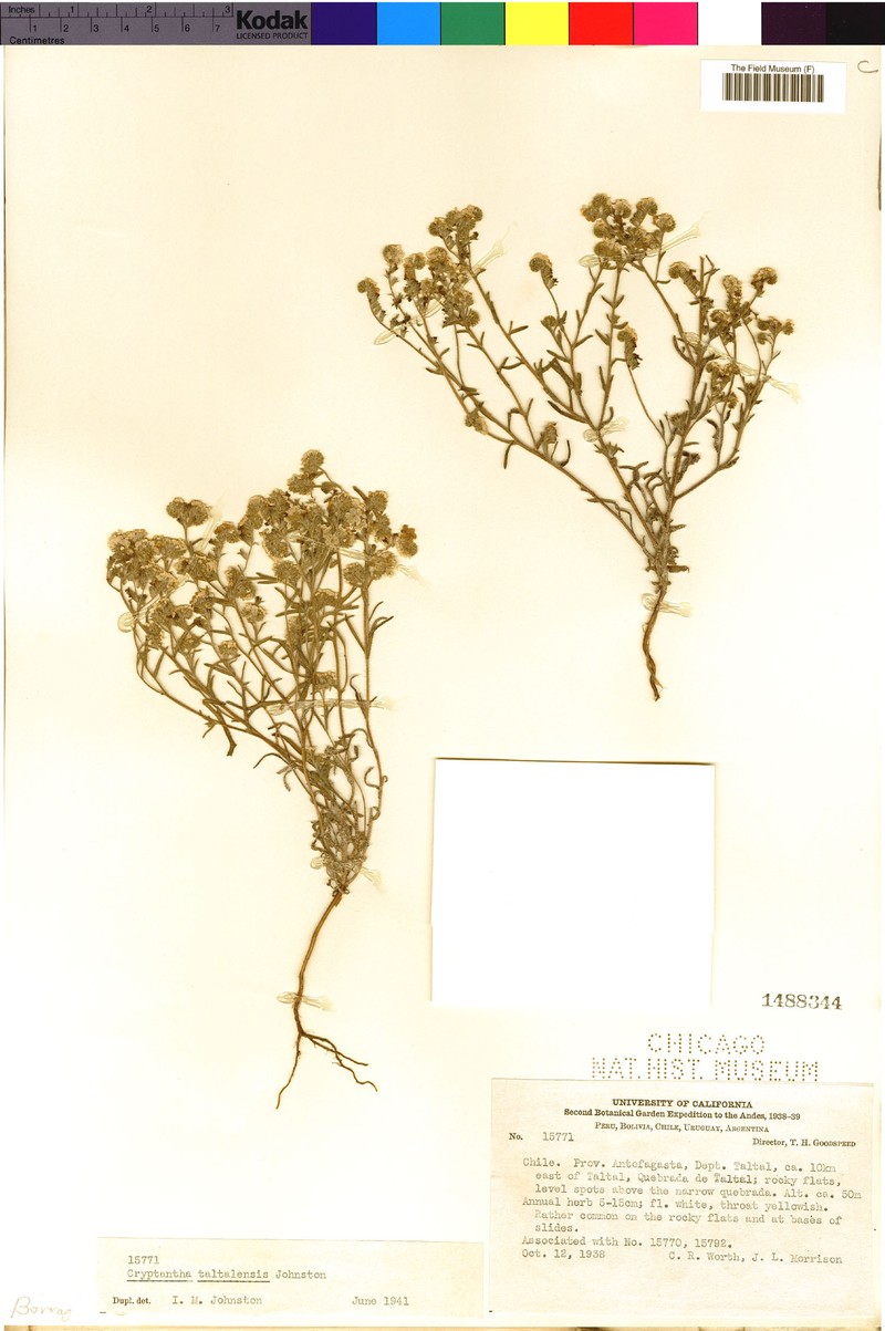 Cryptantha taltalensis