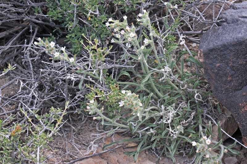Canyon Cryptantha photo 2