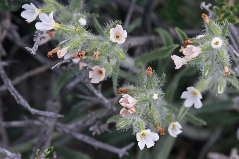 Canyon Cryptantha photo 3