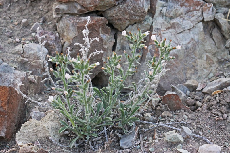 Canyon Cryptantha photo 4