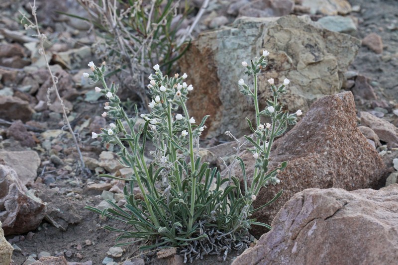 Canyon Cryptantha photo 5