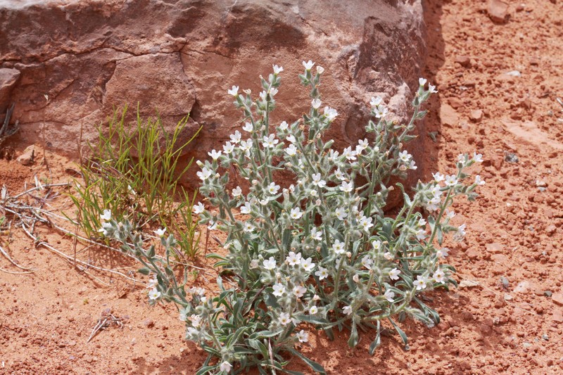 Canyon Cryptantha photo 6