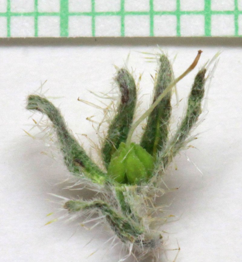 Canyon Cryptantha photo 7