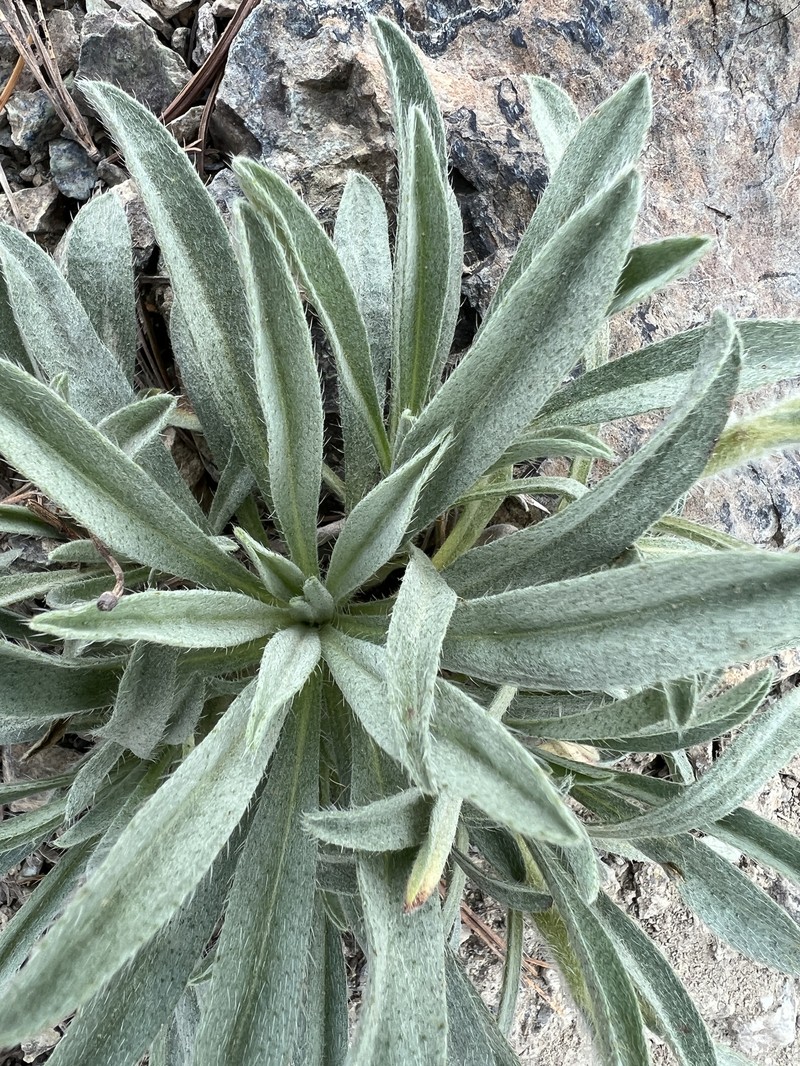 Thompson's Cryptantha photo 2