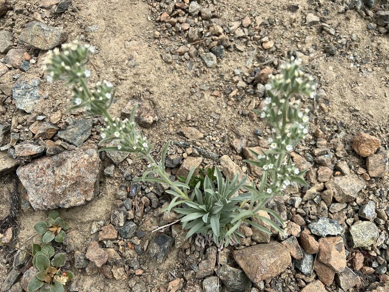 Thompson's Cryptantha photo 3